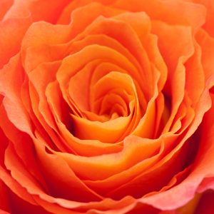 Bicolor Orange Rose