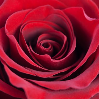 Rose CB Red Dz