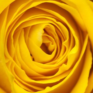 Yellow Rose