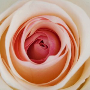 Bicolor White Rose