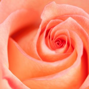 Bicolor Peach Rose