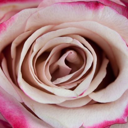 Bicolor Lavender Rose