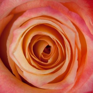 Bicolor Red Rose