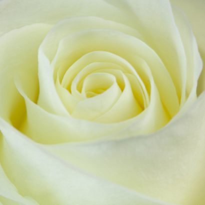 Cream Rose