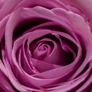 Purple Rose