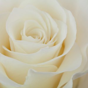 White Rose